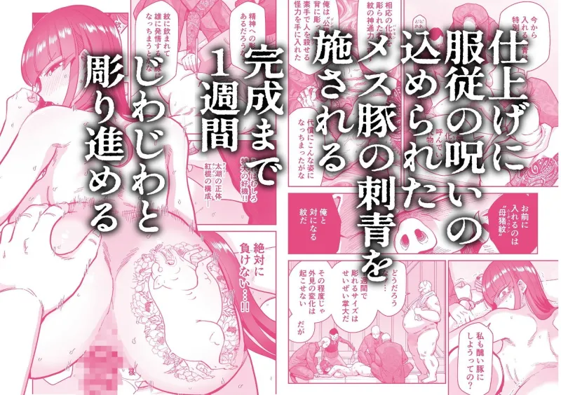 雌豚紋紋